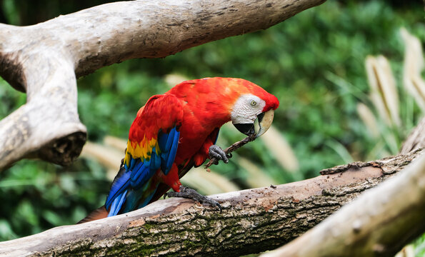 A high-definition photo of a Scarlet Macaw holding onto a branch with its claws and nibbling on it