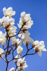 A close-up view of delicate white magnolia flowers blooming on dark branches against a clear bright blue sky. © tai