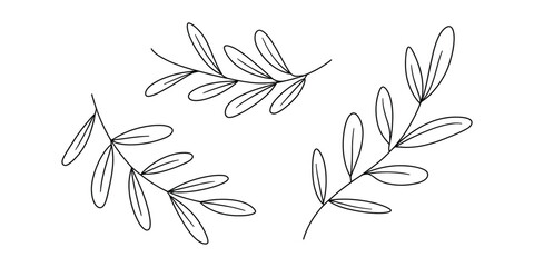 Obraz premium Three simple hand drawn leaf branches with thin black outlines for natural botanical design elements set