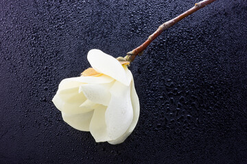 A close-up of a white magnolia flower with its thin stem, resting on a dark water-dotted surface. © tai