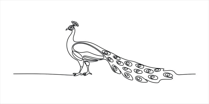 Continuous single line drawing of a beautiful peacock with a long tail feathers in a simple artistic style