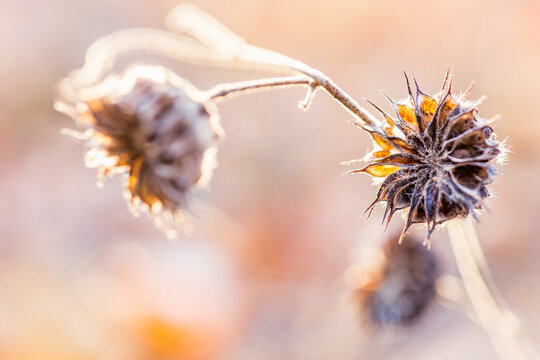 Close-up of two dried spiky flower heads on a thin stem, backlit in soft warm winter light, with blurred natural background.