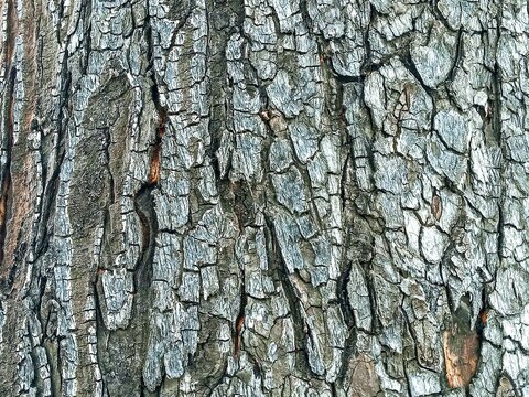 scorched tree bark texture