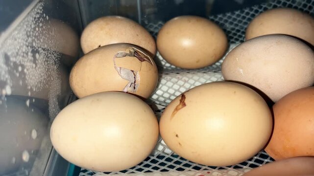 Eggshell cracking open with baby chicken hatching inside automatic home incubator close up view