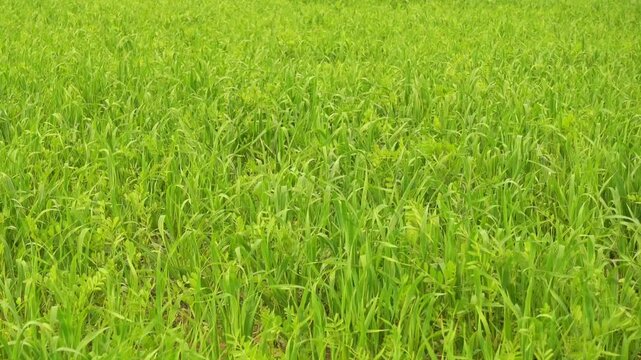 Wide horizontal view of golden barley field