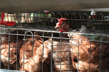 A group of brown laying hens in a commercial poultry farm cage system, showing modern egg production, livestock farming, poultry husbandry, and automated drinking equipment. © Arief Kurniawan