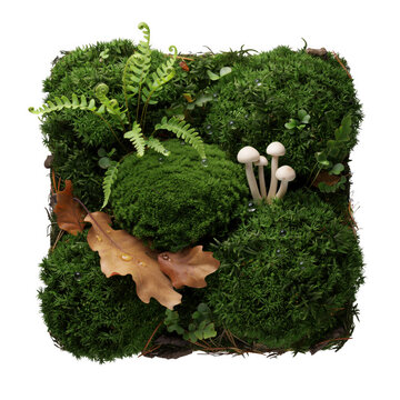 Square moss patch with ferns, mushrooms, and fallen oak leaves