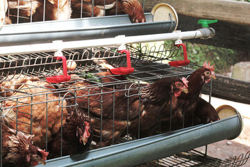 Close-up view of laying hens kept in wire cages on a poultry farm,with a nipple drinking system,highlighting commercial poultry farming,egg production and modern agricultural practices. © Arief Kurniawan