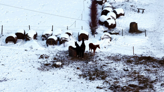 Aerial view of horses standing in a snowy field with hay bales scattered across the landscape Latvija.