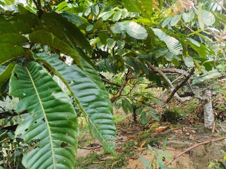 Lush green tropical leaves in a garden with sunlight shining through branches, natural foliage background © Muhammad