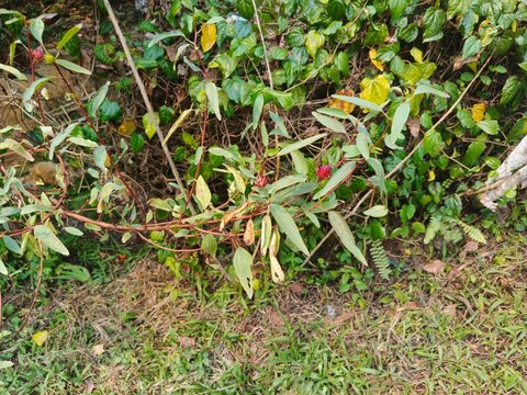 Roselle plant (Hibiscus sabdariffa) with reddish stems, elongated leaves, and immature red calyces growing wild near a dense hedge of betel leaves