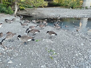 flock of canada geese resting on a rocky gravel shoreline by a calm river © Sunshine