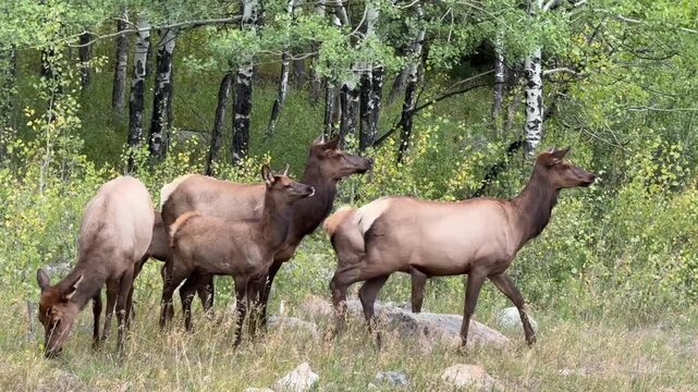 Herd of female elk during elk rut