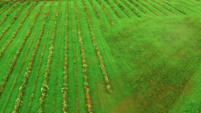 Aerial view of a lush green agricultural field with neat rows of young trees or shrubs planted across the landscape in Latvija.