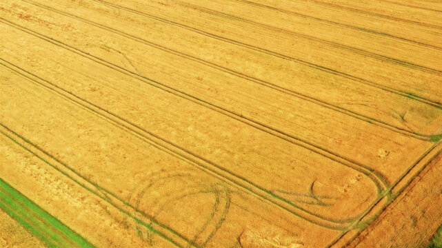 Aerial view of a golden wheat field with visible tractor tracks and patterns in the crops in Latvija.