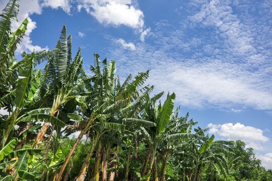 Banana Leaves beneath White Clouds in a Blue Sky