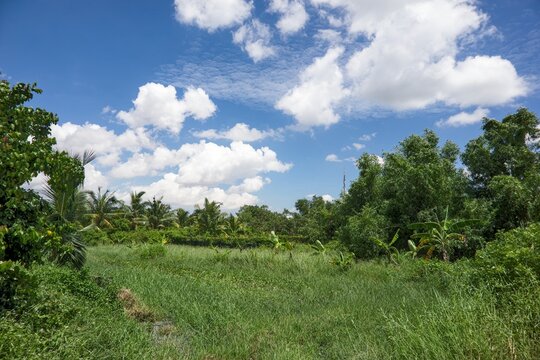 Blue Sky and White Clouds above Tropical Trees