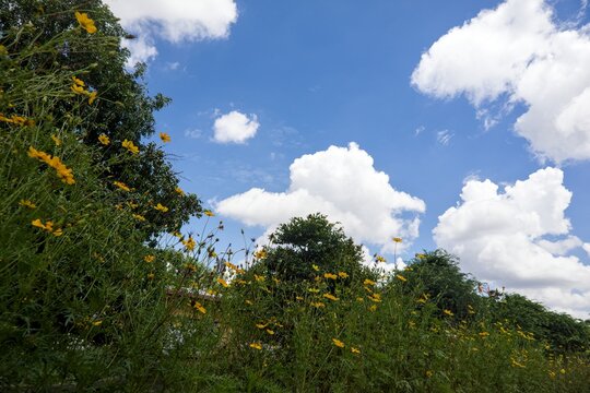 Yellow Flowers and Green Trees beneath a Cloudy Blue Sky