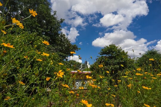 Yellow Flowers and Green Trees beneath a Cloudy Blue Sky