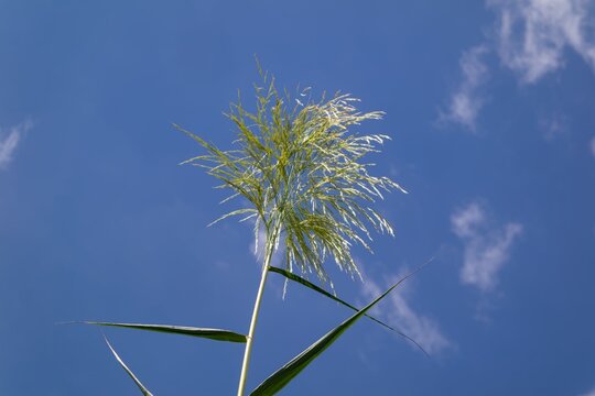 Tall Grass Seed Heads against a Blue Sky with Clouds