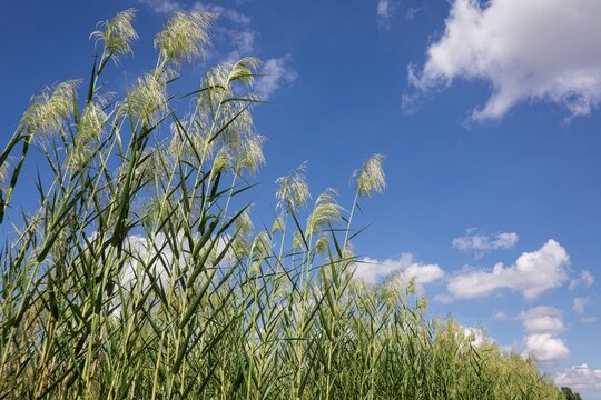 Tall Grass Seed Heads against a Blue Sky with Clouds