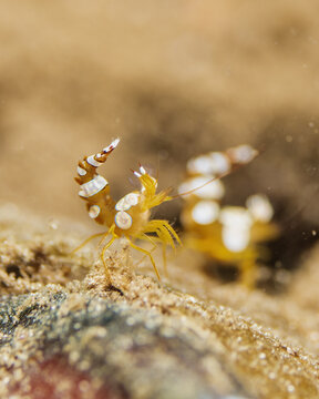 sexy shrimp, Thor amboinensis in Tufi fjords, Papua New Guinea