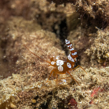 sexy shrimp, Thor amboinensis in Tufi fjords, Papua New Guinea