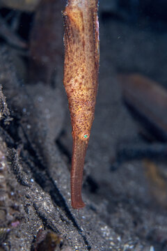 Robust Ghost Pipefish, Solenostomus cyanopterus, in Tufi fjords, Papua New Guinea