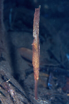 Robust Ghost Pipefish, Solenostomus cyanopterus, in Tufi fjords, Papua New Guinea