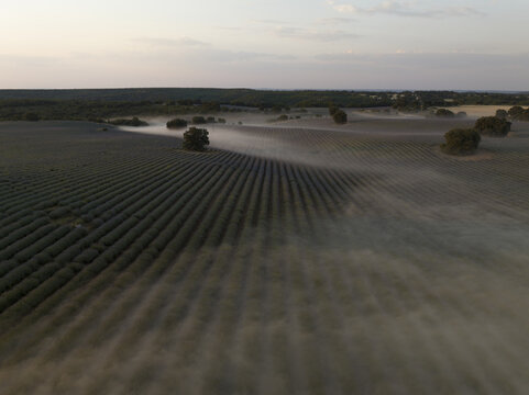 Aerial view of lavender fields covered in morning mist with rows of purple flowers and scattered trees in Brihuega, Castile-La Mancha, Spain.
