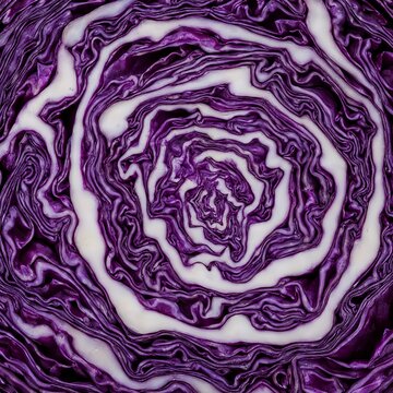 Macro Texture Cross Section Cut of Fresh Purple Cabbage Showing Natural Spiral Layers