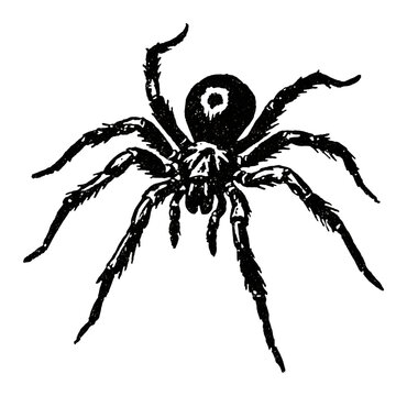 PNG Vintage black spider illustration, transparent background