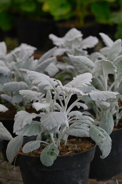 Silver dust plant or dusty miller (Senecio cineraria) with silver-gray lacy foliage growing in the garden. Tanaman Puteri Salju