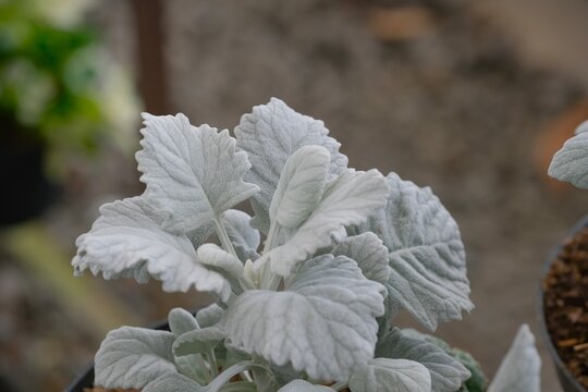 Silver Dust plant (Senecio cineraria) or Dusty Miller in garden. Tanaman Puteri Salju