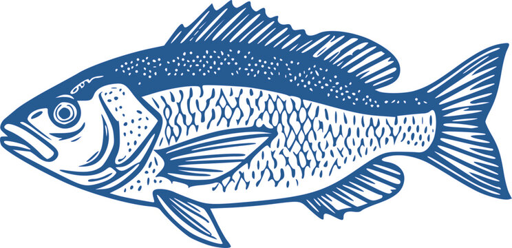 blue vintage engraving style fish illustration (snapper or perch)