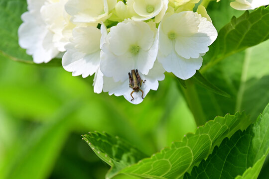 A tiny grasshopper nymph perched on a white hydrangea flower cluster