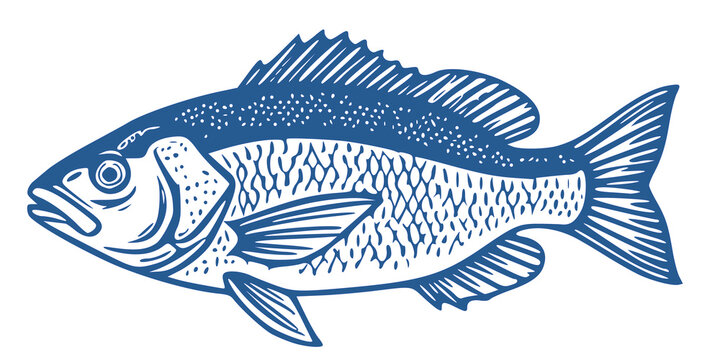 blue vintage engraving style fish illustration (snapper or perch)