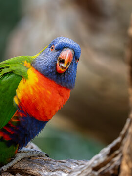 Rainbow Lorikeet Calling, Australian Native Parrot, Victoria Australia