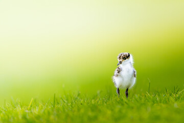 Masked Lapwing Chick (Spur-winged Plover) Standing in Green Grass, Victoria, Australia © David