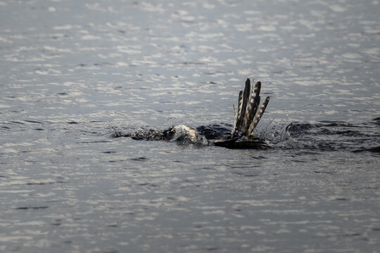 Wild osprey in flight and hunting over open water, showing natural fishing behavior, powerful wings, sharp talons and dynamic movement.