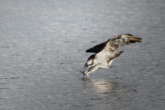 Wild osprey in flight and hunting over open water, showing natural fishing behavior, powerful wings, sharp talons and dynamic movement.