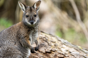 Swamp Wallaby Direct Portrait with Bokeh Background, Australian Native Marsupial © David