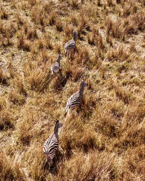 Aerial view of a small herd of zebras running through tall golden grass in the African wilderness in Kruger Park, Mpumalanga, South Africa.