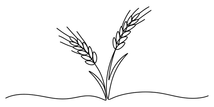 Simple line art drawing of two wheat stalks growing from the ground