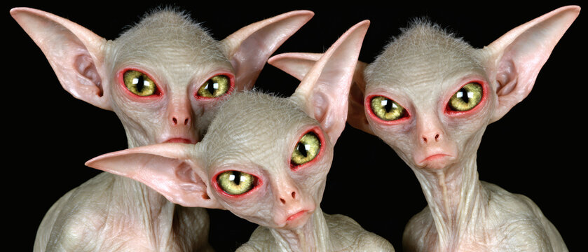 Three strange alien creatures with large ears and yellow eyes isolated on black background