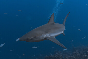 Obraz premium Galapagos Shark, Galapagos Islands