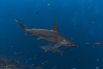 Obraz premium Hammerhead shark, Wolf Island, Galapagos