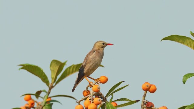 Beautiful Starling Bird Perched on a Fruiting Tree Branch against Clear Sky