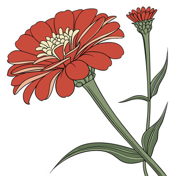 Branch of Zinnia red vector