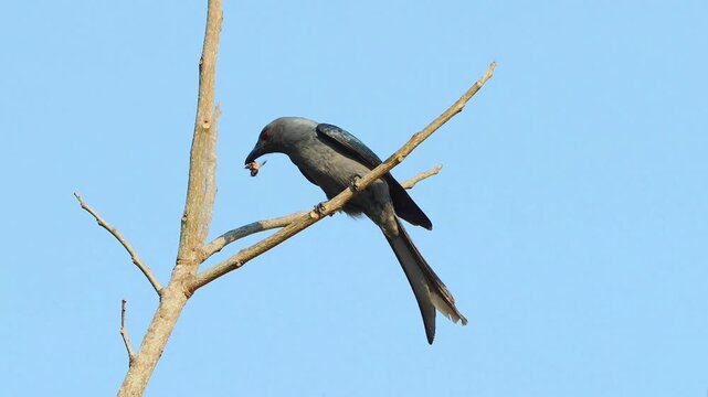 Wild Ashy Drongo Bird with Red Eyes Perched on Bare Branch Holding Insect Prey in Beak Against Blue Sky